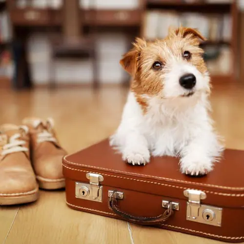 img-certificado-animal-homievets-2