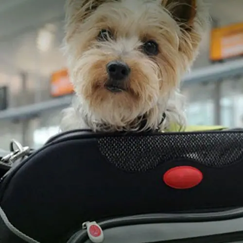 img-certificado-animal-homievets-3