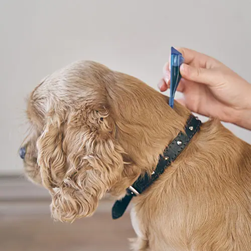 img-desparacitario-1