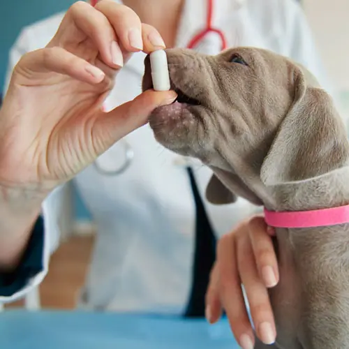 img-desparacitario-2