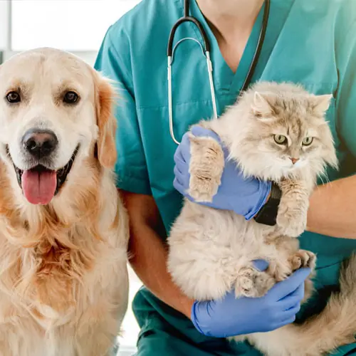 img-desparacitario-3