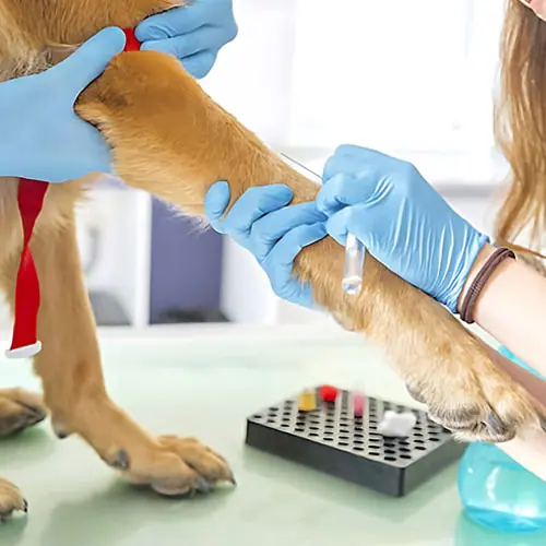 img-pruebadelaboratorio-1