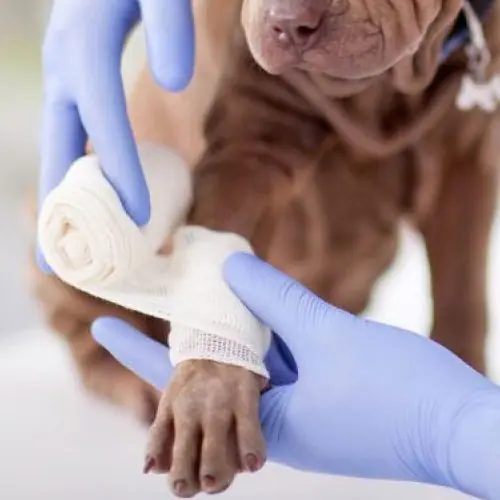 img-pruebadelaboratorio-2