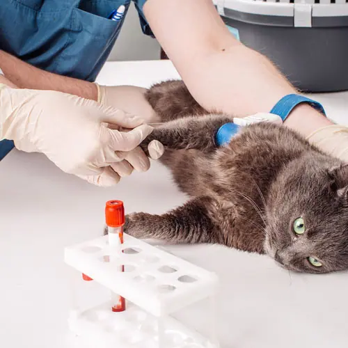 img-pruebadelaboratorio-3